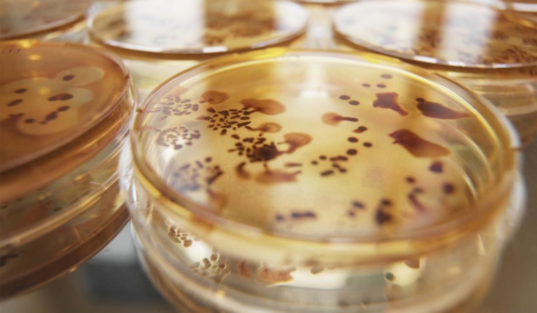 How to Grow Bacteria in a Laboratory