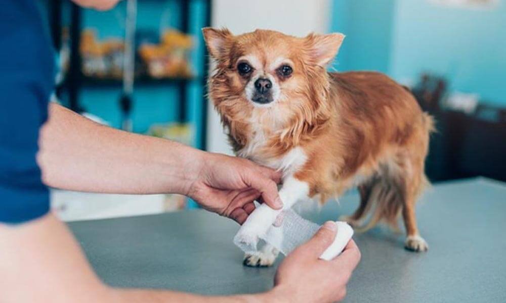 Questions To Ask Before Buying Pet Insurance