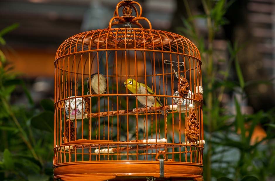 Affordable Bird Cages and Accessories