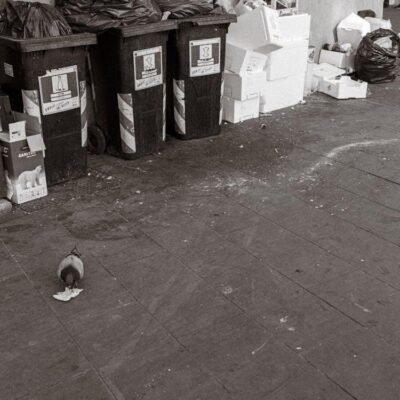 The Environmental Benefits of Professional Yard Waste Disposal